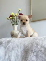 Asher, a male Chihuahua for sale in Clemmons, NC – Photo 1 of 10