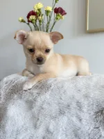 Asher, a male Chihuahua for sale in Clemmons, NC – Photo 7 of 10