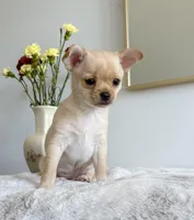 Asher, a male Chihuahua for sale in Clemmons, NC – Photo 3 of 10