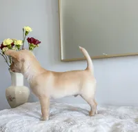 Asher, a male Chihuahua for sale in Clemmons, NC – Photo 5 of 10