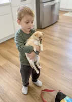 Asher, a male Chihuahua for sale in Clemmons, NC – Photo 10 of 10