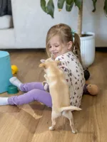 Asher, a male Chihuahua for sale in Clemmons, NC – Photo 9 of 10