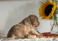 Violet, a female Cavapoo and Cavalier King Charles Spaniel for sale in Clemmons, NC – 6 of 9