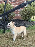 Avianna , a female Chihuahua for sale in Clemmons, NC – 9 of 10