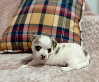 Sterling, a male Chihuahua for sale in Clemmons, NC – 3 of 10