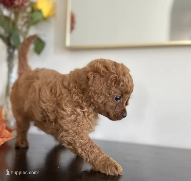 Daisy – Cavapoo, Cavalier King Charles Spaniel puppy for sale in Clemmons, NC