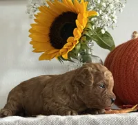Daisy, a female Cavapoo and Cavalier King Charles Spaniel for sale in Clemmons, NC – 4 of 10