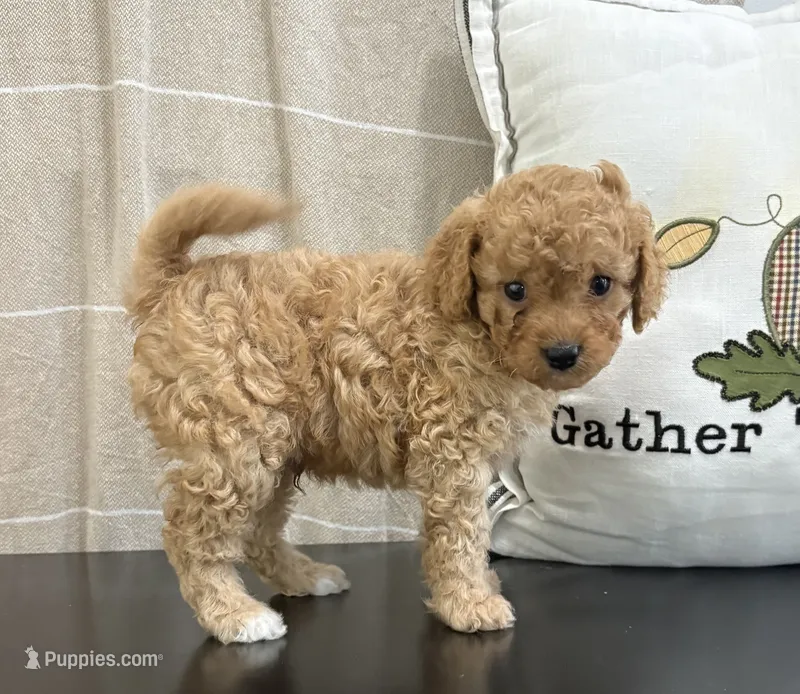 Duke – Cavapoo, Cavalier King Charles Spaniel puppy for sale in Clemmons, NC