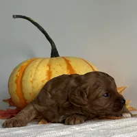 Amber, a female Cavapoo and Cavalier King Charles Spaniel for sale in Clemmons, NC – 6 of 10
