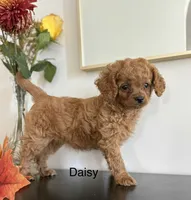 Daisy, a female Cavapoo and Poodle - Toy  for sale in Clemmons, NC – 8 of 10