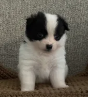 Rita, a female Chihuahua and Pomchi for sale in Clemmons, NC – 3 of 10