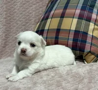 Sterling, a male Chihuahua for sale in Clemmons, NC – 4 of 10