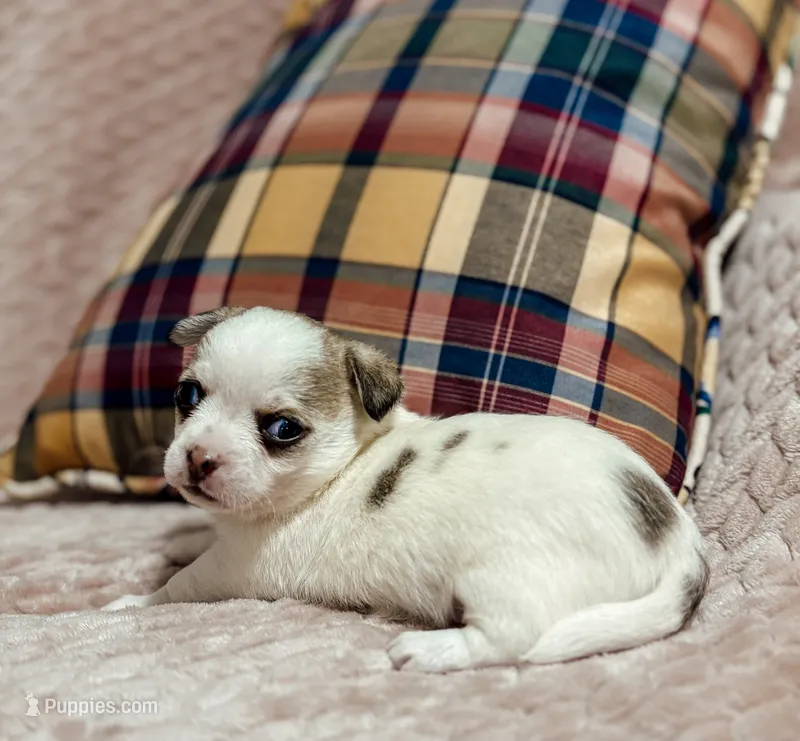 Bentley – Chihuahua puppy for sale in Clemmons, NC