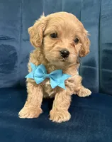 Milo, a male Cavapoo and Cavalier King Charles Spaniel for sale in Clemmons, NC – 9 of 10