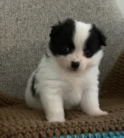 Rita, a female Chihuahua and Pomchi for sale in Clemmons, NC – 2 of 10