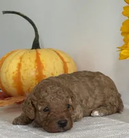 Diesel, a male Cavapoo and Cavalier King Charles Spaniel for sale in Clemmons, NC – 8 of 10