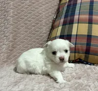 Sterling, a male Chihuahua for sale in Clemmons, NC – 8 of 10
