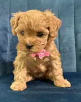 Mia, a female Cavapoo and Cavalier King Charles Spaniel for sale in Clemmons, NC – 3 of 10