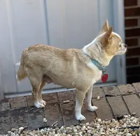 Avianna , a female Chihuahua for sale in Clemmons, NC – 6 of 10