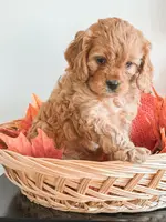 Simba, a male Cavapoo and Poodle - Miniature  for sale in Clemmons, NC – Photo 2 of 10