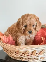 Simba, a male Cavapoo and Poodle - Miniature  for sale in Clemmons, NC – Photo 7 of 10