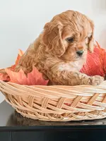 Simba, a male Cavapoo and Poodle - Miniature  for sale in Clemmons, NC – Photo 3 of 10