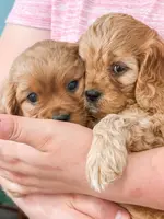 Simba, a male Cavapoo and Poodle - Miniature  for sale in Clemmons, NC – Photo 1 of 10