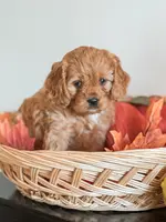 Simba, a male Cavapoo and Poodle - Miniature  for sale in Clemmons, NC – Photo 8 of 10