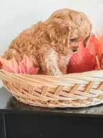 Simba, a male Cavapoo and Poodle - Miniature  for sale in Clemmons, NC – Photo 4 of 10