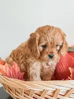 Simba, a male Cavapoo and Poodle - Miniature  for sale in Clemmons, NC – Photo 5 of 10