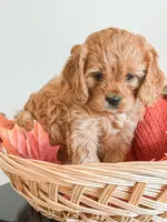 Simba, a male Cavapoo and Poodle - Miniature  for sale in Clemmons, NC – Photo 10 of 10