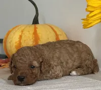 Diesel, a male Cavapoo and Cavalier King Charles Spaniel for sale in Clemmons, NC – 9 of 10