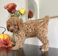 Diesel, a male Cavapoo and Poodle - Toy  for sale in Clemmons, NC – 1 of 10