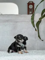 Lola, Tiny Long Coat, a female Chihuahua for sale in Clemmons, NC – Photo 5 of 10