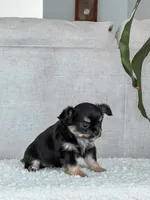 Lola, Tiny Long Coat, a female Chihuahua for sale in Clemmons, NC – Photo 10 of 10