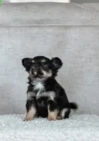 Lola, Tiny Long Coat, a female Chihuahua for sale in Clemmons, NC – Photo 1 of 10