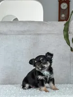 Lola, Tiny Long Coat, a female Chihuahua for sale in Clemmons, NC – Photo 9 of 10