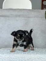 Lola, Tiny Long Coat, a female Chihuahua for sale in Clemmons, NC – Photo 8 of 10