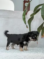 Lola, Tiny Long Coat, a female Chihuahua for sale in Clemmons, NC – Photo 6 of 10