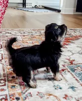 Lola, Tiny Long Coat, a female Chihuahua for sale in Clemmons, NC – Photo 2 of 10