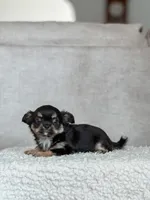 Lola, Tiny Long Coat, a female Chihuahua for sale in Clemmons, NC – Photo 3 of 10