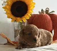 Daisy, a female Cavapoo and Cavalier King Charles Spaniel for sale in Clemmons, NC – 1 of 10