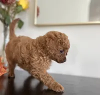 Daisy, a female Cavapoo and Poodle - Toy  for sale in Clemmons, NC – 2 of 10