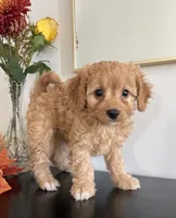 Violet, a female Cavapoo and Poodle - Toy  for sale in Clemmons, NC – 2 of 10