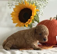 Daisy, a female Cavapoo and Cavalier King Charles Spaniel for sale in Clemmons, NC – 9 of 10
