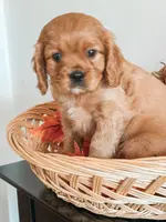 Samson, a male Cavapoo and Cavalier King Charles Spaniel for sale in Clemmons, NC – Photo 4 of 10