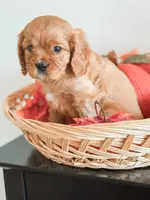 Samson, a male Cavapoo and Cavalier King Charles Spaniel for sale in Clemmons, NC – Photo 8 of 10