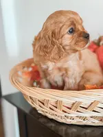 Samson, a male Cavapoo and Cavalier King Charles Spaniel for sale in Clemmons, NC – Photo 1 of 10