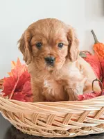 Samson, a male Cavapoo and Cavalier King Charles Spaniel for sale in Clemmons, NC – Photo 9 of 10