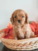 Samson, a male Cavapoo and Cavalier King Charles Spaniel for sale in Clemmons, NC – Photo 3 of 10